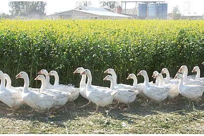 Christian Fischbacher Daunendecken Tierwohl
