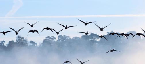 Daunendecken Falkenreck