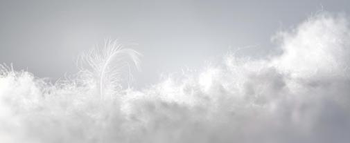 Daunendecken Falkenreck Daunen